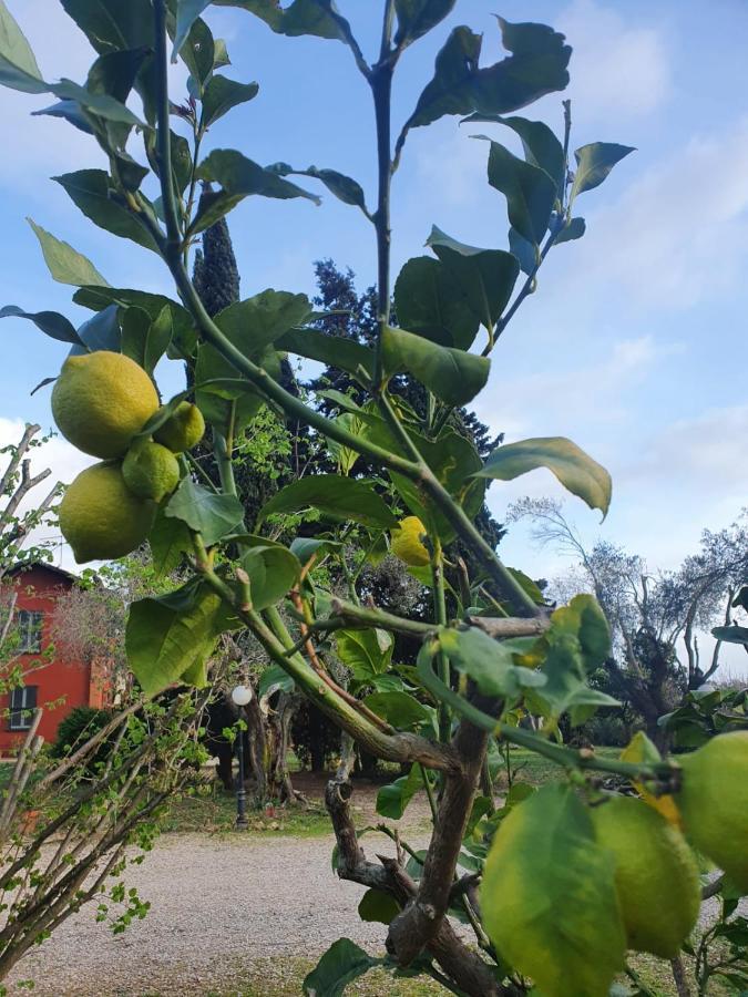 Casale Degli Ulivi Maccarese Villa Le Cerquete Eksteriør bilde