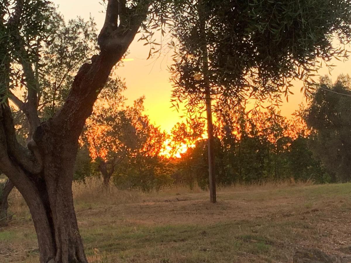 Casale Degli Ulivi Maccarese Villa Le Cerquete Eksteriør bilde